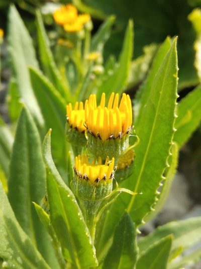 Senecio pyrenaicus, photographed by Ben Costamagna