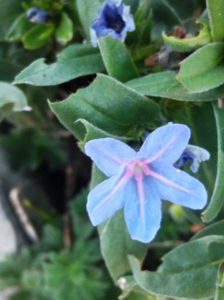 Glandora gastonii, photographed by Ben Costamagna