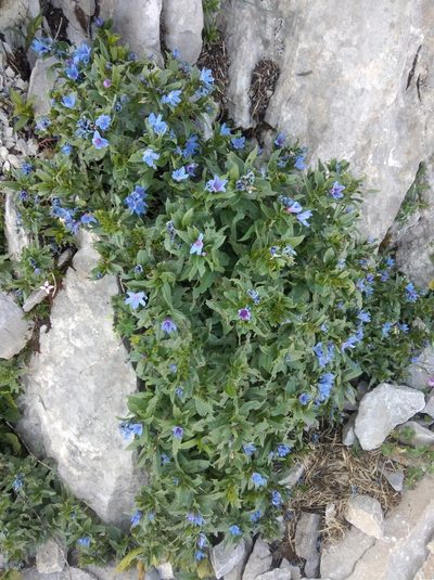 Glandora gastonii, photographed by Ben Costamagna