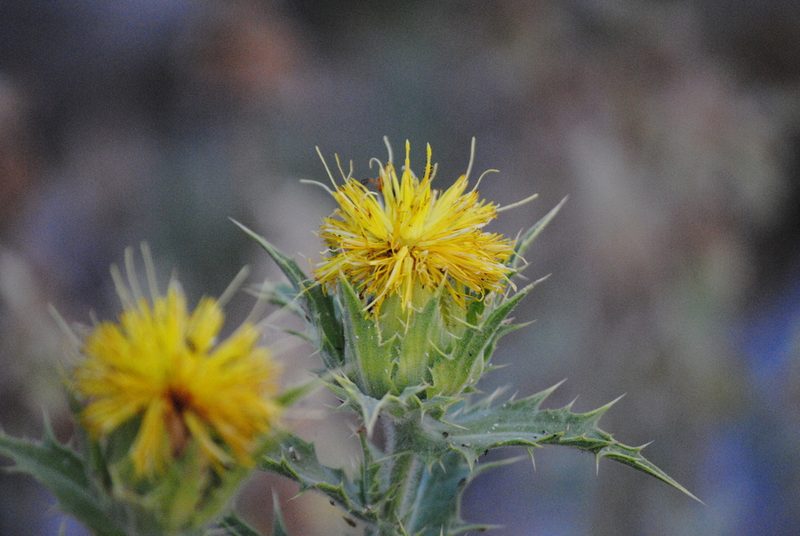 Phonus arborescens, photographed by Daniel Bulnes Roldán