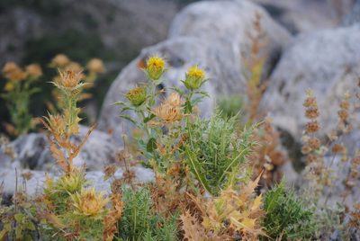 Phonus arborescens, photographed by Daniel Bulnes Roldán