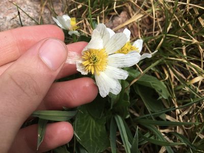 Caltha chionophila, photographed by Harrison J Elkins