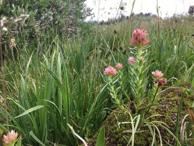 Rhodiola rhodantha, photographed by Harrison J Elkins