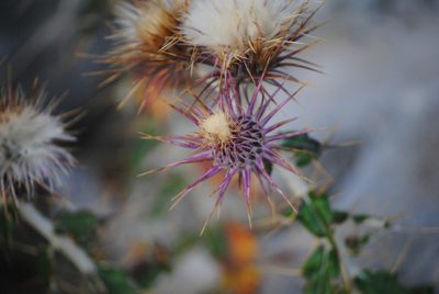 Ptilostemon hispanicus, photographed by Daniel Bulnes Roldán