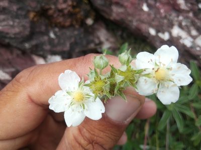 Potentilla alchimilloides, photographed by Ben Costamagna