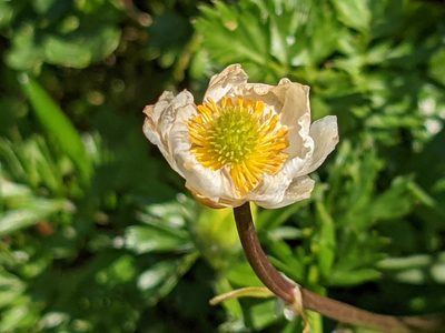 Ranunculus alpestris, photographed by Pieter Huybrechts