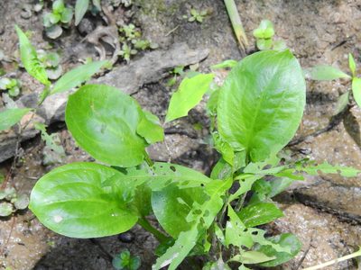 Alisma subcordatum, photographed by Yann Kemper