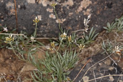 Antennaria stenophylla, photographed by Steve Matson