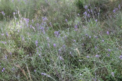 Lavandula angustifolia, photographed by Olivier Argagnon