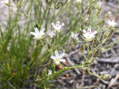 Eremogone fendleri, photographed by Reid Hardin