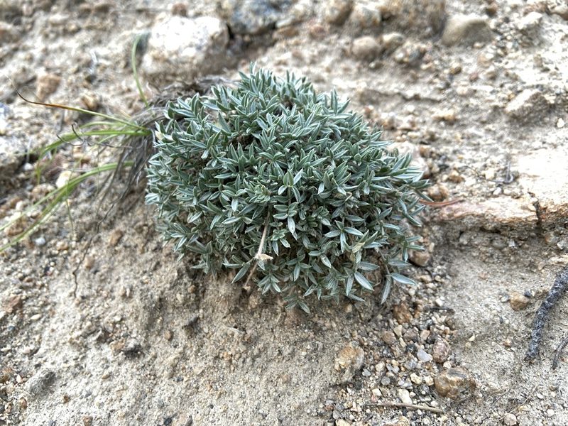 Astragalus kentrophyta, photographed by Reid Hardin