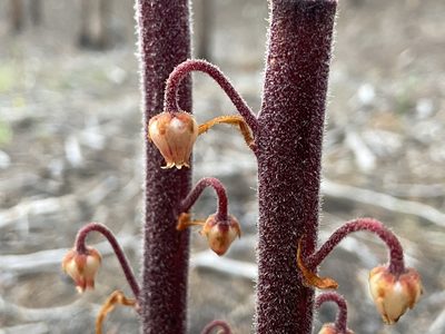 Pterospora andromedea, photographed by Reid Hardin