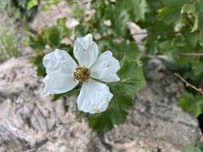 Rubus deliciosus, photographed by Reid Hardin