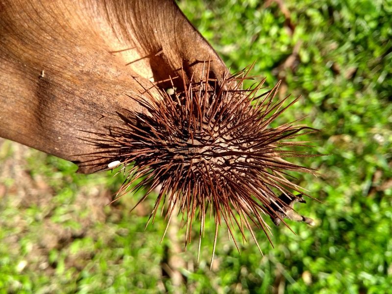 Centrolobium tomentosum, photographed by Cajá-manga