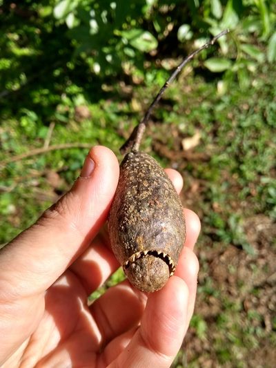 Cariniana estrellensis, photographed by Cajá-manga