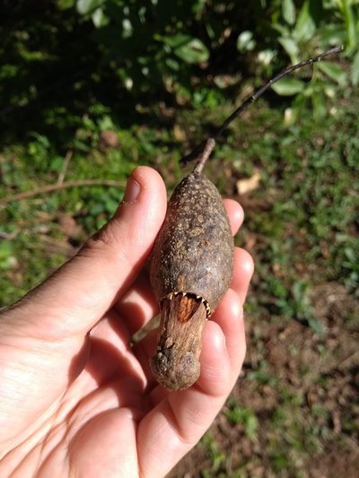 Cariniana estrellensis, photographed by Cajá-manga