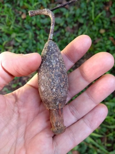 Cariniana estrellensis, photographed by Cajá-manga