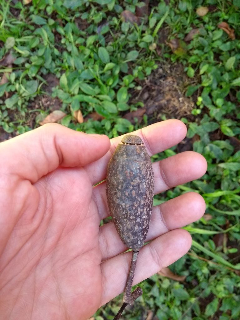 Cariniana estrellensis, photographed by Cajá-manga