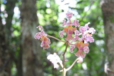 Trichocentrum oerstedii, photographed by Sebastián de Jesús Herrera Buenfil