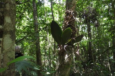 Trichocentrum oerstedii, photographed by Sebastián de Jesús Herrera Buenfil