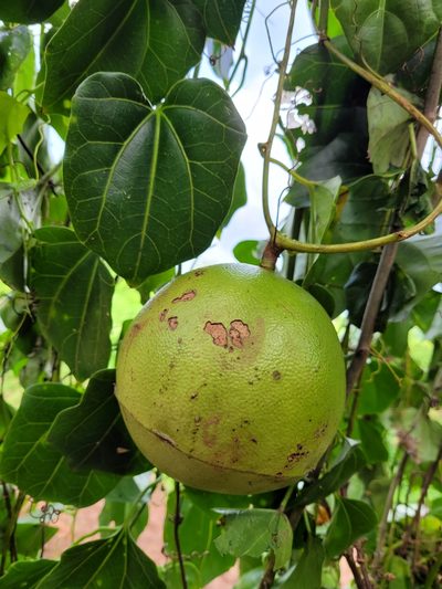 Fevillea cordifolia, photographed by Wes Gapp