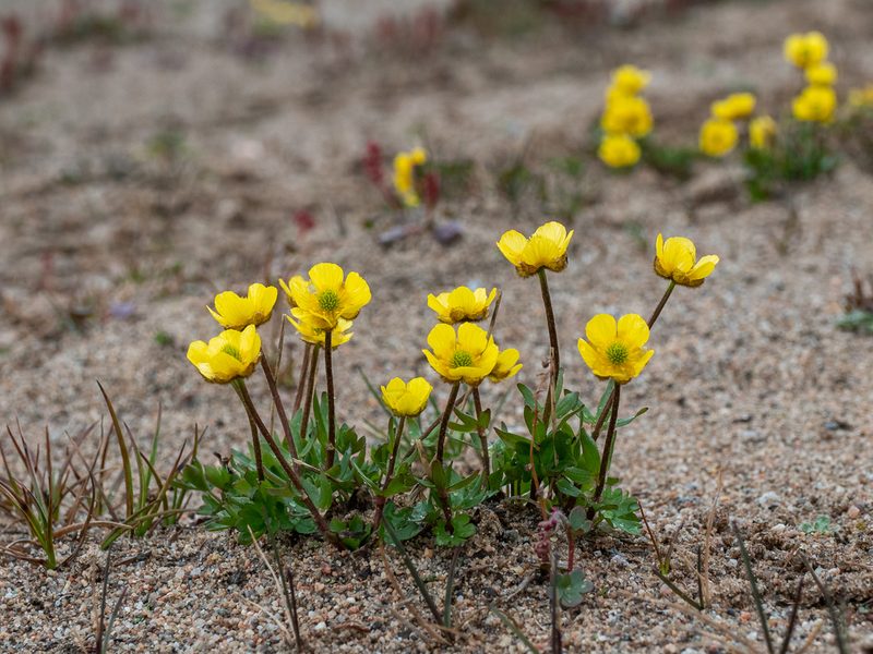 Ranunculus nivalis, photographed by Piotr Lukasik
