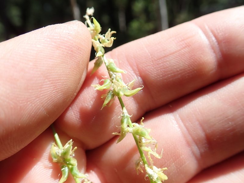 Astragalus clevelandii, photographed by Scott Yarger