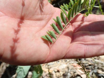 Astragalus clevelandii, photographed by Scott Yarger