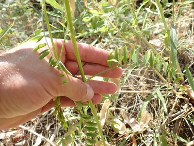 Astragalus clevelandii, photographed by Scott Yarger