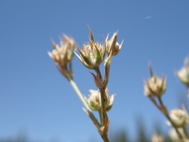 Eryngium constancei, photographed by Scott Yarger