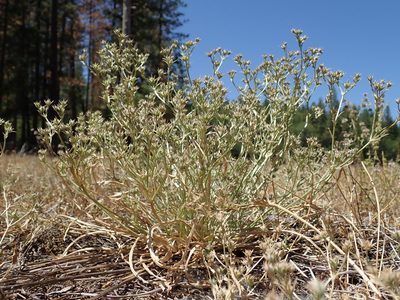 Eryngium constancei, photographed by Scott Yarger