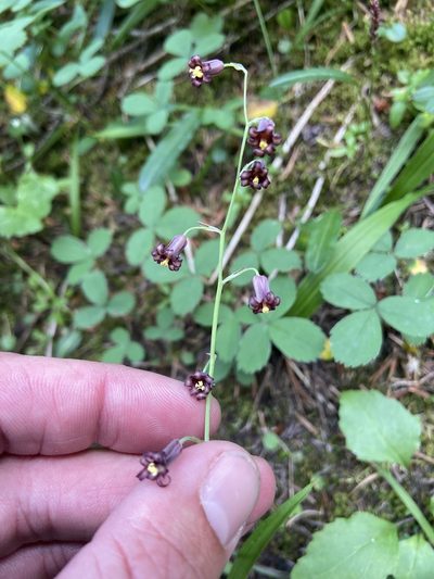 Anticlea occidentalis, photographed by James Telford