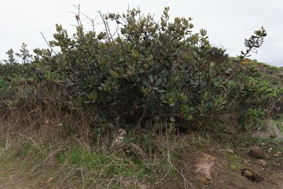 Gayella valparadisaea, photographed by Jorge Herreros de Lartundo