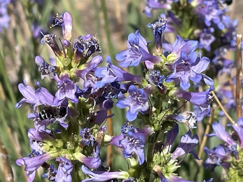 Penstemon euglaucus, photographed by Henrik Kibak