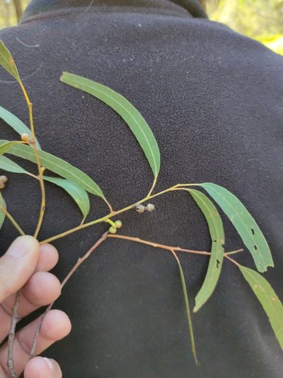 Eucalyptus exserta, photographed by Tony van Kampen