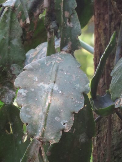 Rhipsalis pachyptera, photographed by Victor Farjalla Pontes