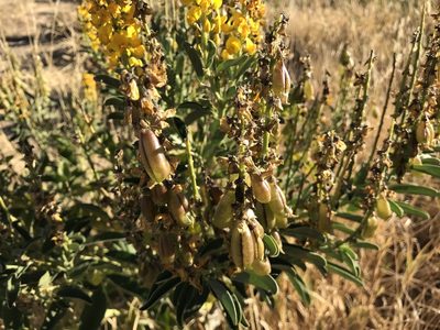 Crotalaria novae-hollandiae, photographed by Miguel de Salas