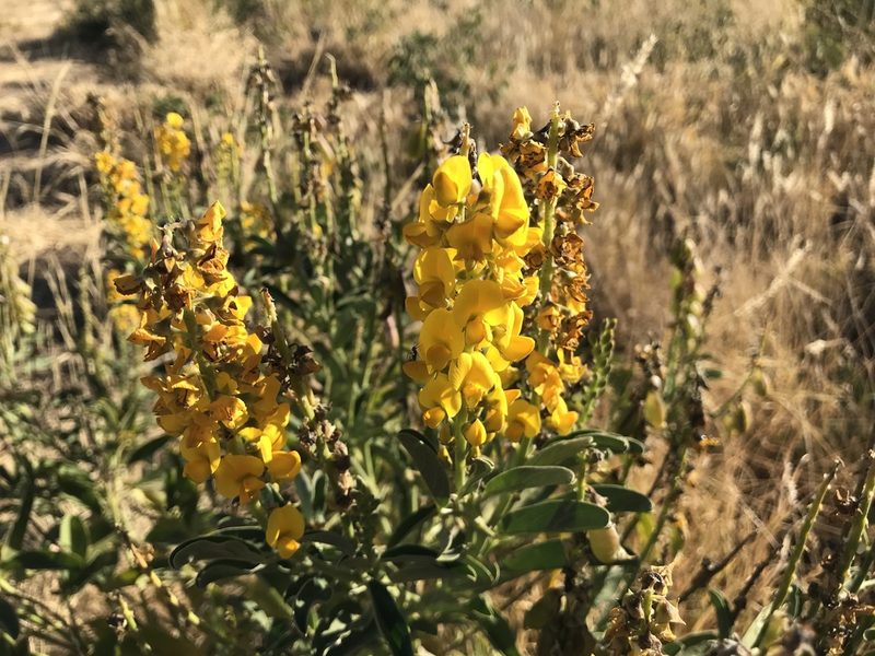 Crotalaria novae-hollandiae, photographed by Miguel de Salas
