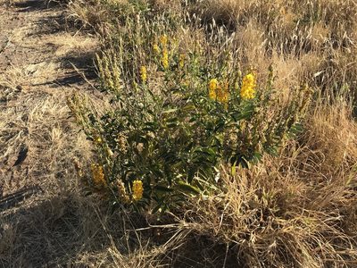 Crotalaria novae-hollandiae, photographed by Miguel de Salas