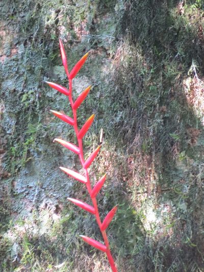 Vriesea psittacina, photographed by Victor Farjalla Pontes