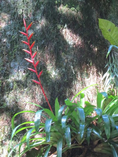 Vriesea psittacina, photographed by Victor Farjalla Pontes