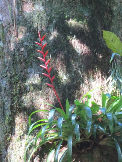 Vriesea psittacina, photographed by Victor Farjalla Pontes