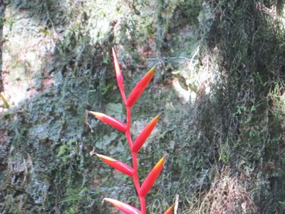 Vriesea psittacina, photographed by Victor Farjalla Pontes