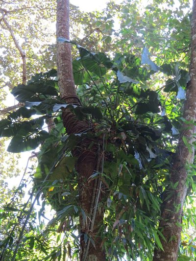 Philodendron speciosum, photographed by Victor Farjalla Pontes