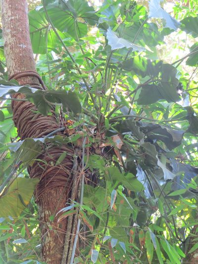 Philodendron speciosum, photographed by Victor Farjalla Pontes