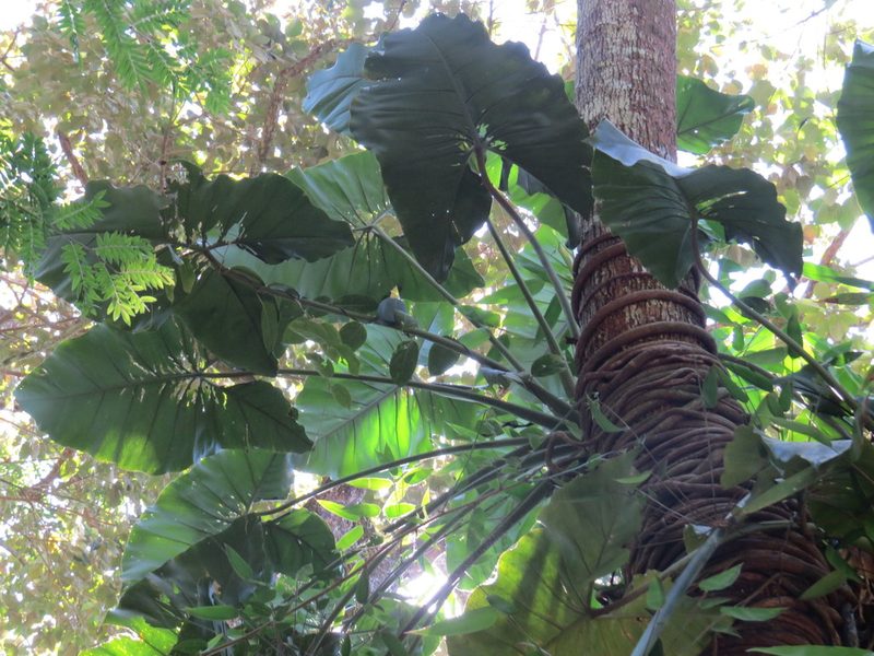 Philodendron speciosum, photographed by Victor Farjalla Pontes
