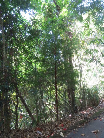 Xylopia brasiliensis, photographed by Victor Farjalla Pontes
