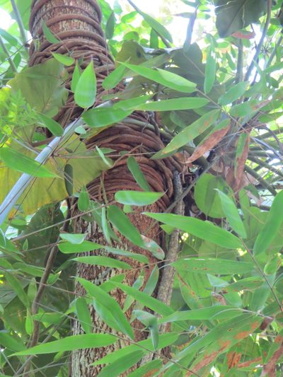 Philodendron speciosum, photographed by Victor Farjalla Pontes