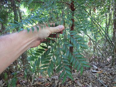 Xylopia brasiliensis, photographed by Victor Farjalla Pontes