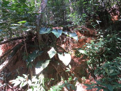 Philodendron speciosum, photographed by Victor Farjalla Pontes